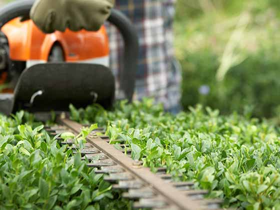 Hedge Trimming Pakenham