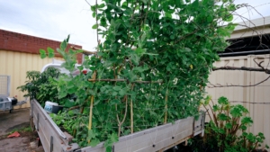 Growing food with my kitchen garden on Ute Melbourne
