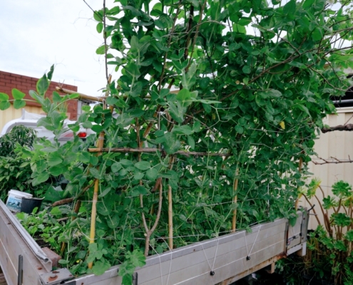 Growing food with my kitchen garden on Ute Melbourne