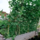 Growing food with my kitchen garden on Ute Melbourne