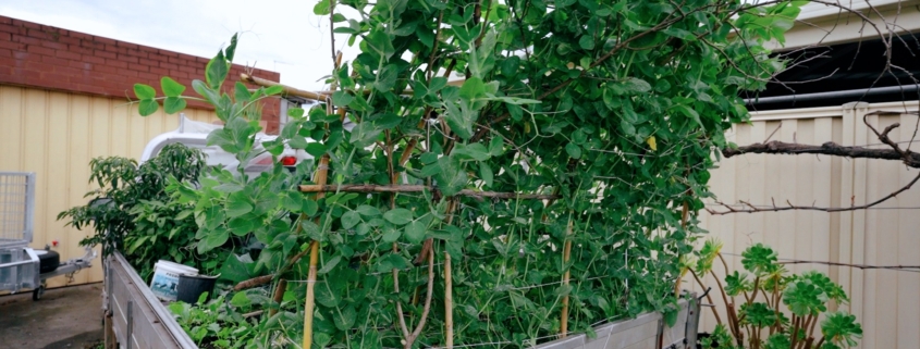 Growing food with my kitchen garden on Ute Melbourne Growing food with my kitchen garden on Ute Melbourne